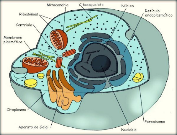 Eucariontes animal e vegetal - Fiapo de Jaca