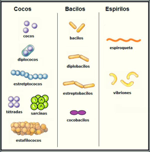 FORMAS DAS BACTÉRIAS - FIAPO DE JACA