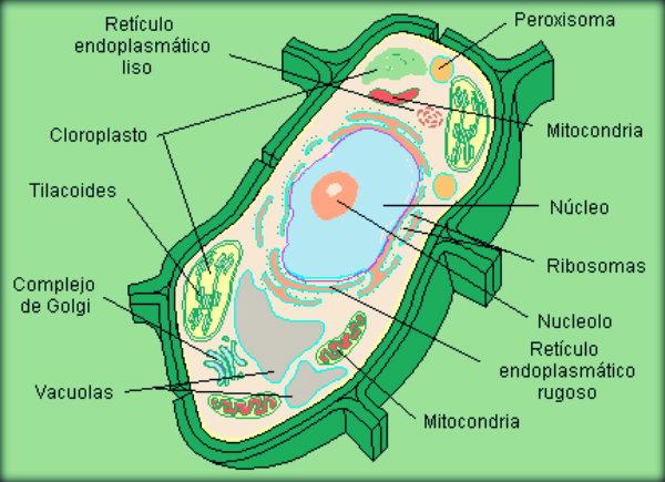 EUCARIONTES ANIMAL E VEGETAL - FIAPO DE JACA